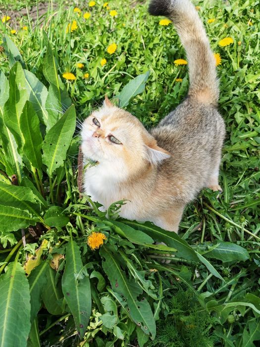 Кошечка золотая шиншилла