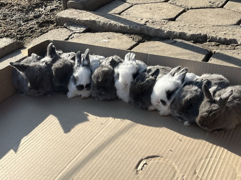 Продам декоративных кроликов
