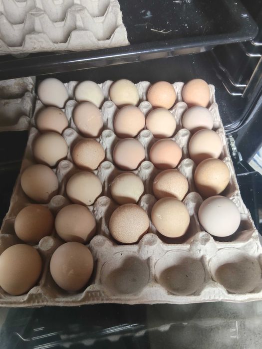 Oua de incubat bibilica colorata