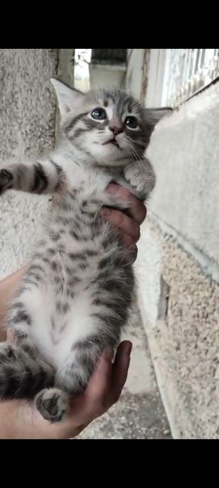 Отдам котят в добрые руки