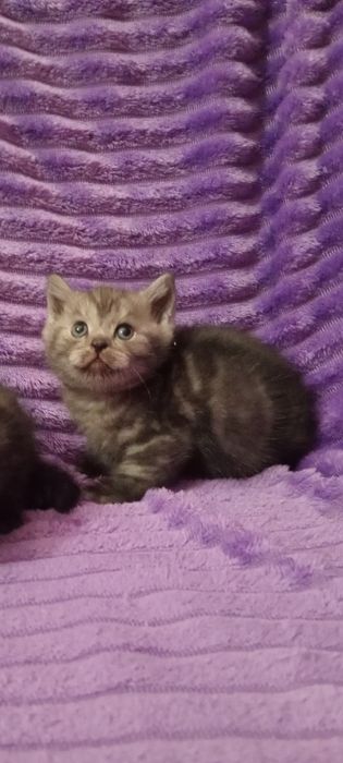 Продам шотладских котят с документами.