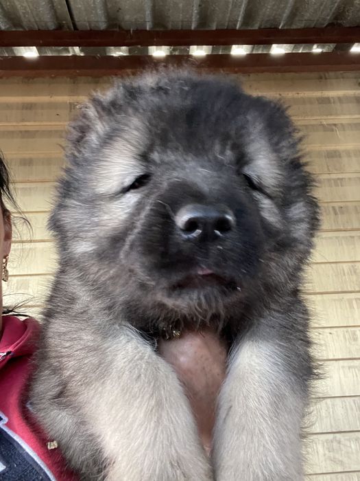 Щенки кавказской овчарки