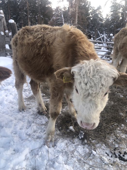 1жасар торпактар 1еркек 1ургашы