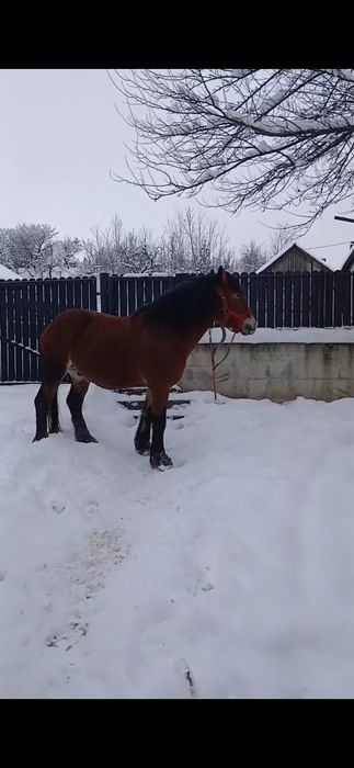 Armăsar de vânzare