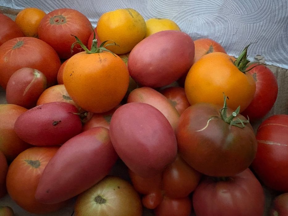Продам домашние помидоры