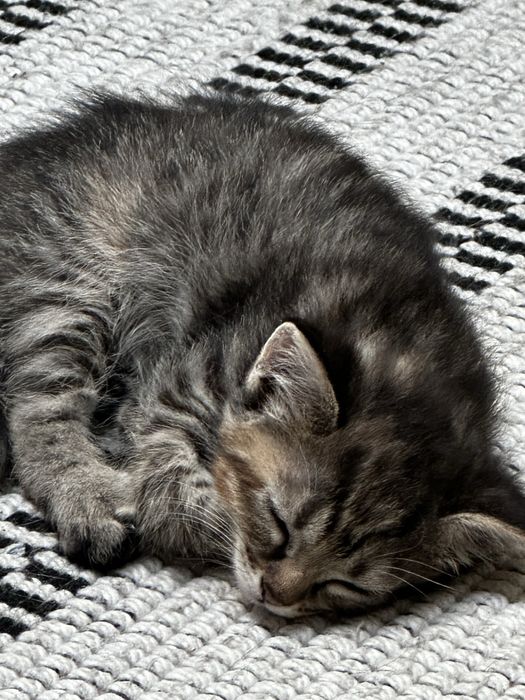 Котята мальчик и девочка 2 месяца