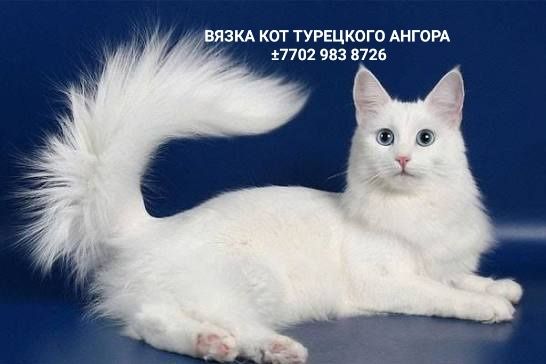 Вязка кот Турецкого Ангора