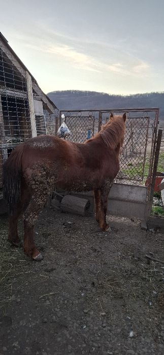 Mânză de un an jumate