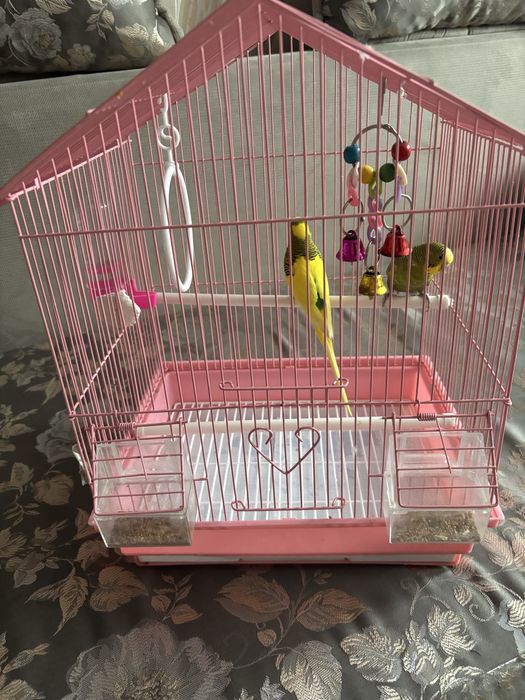 Продам волнистых попугаев