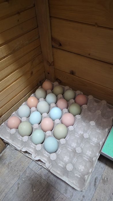 Продам смешанных курей несущие цветные яйца.