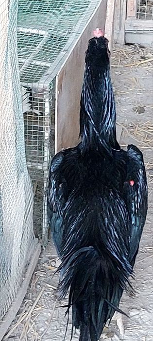 дакан тухумлари сотилади зоти тозаси бухоро гиждувонда