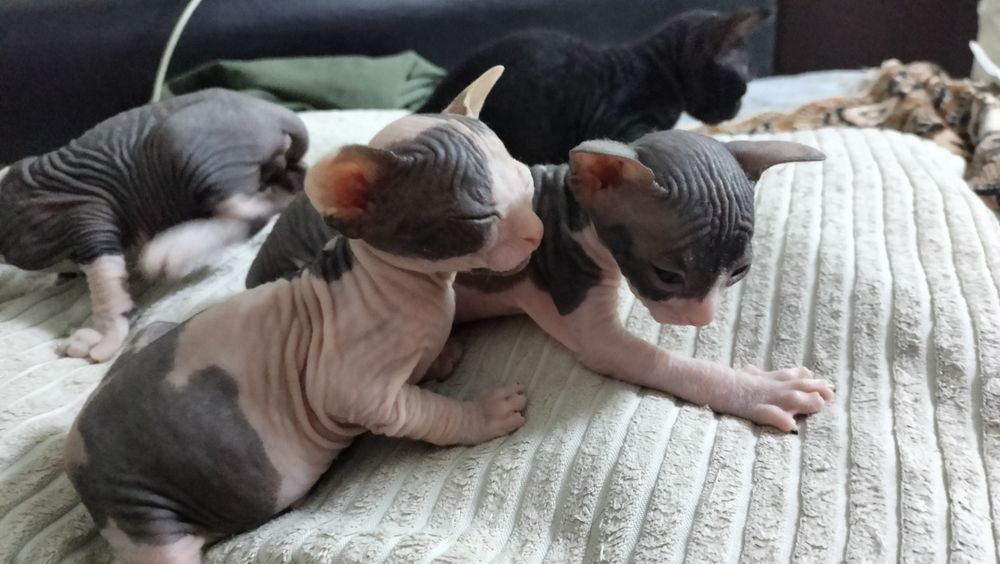 котята Донского сфинкса