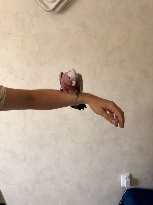 Pui papagal vorbitor rosa kakadu