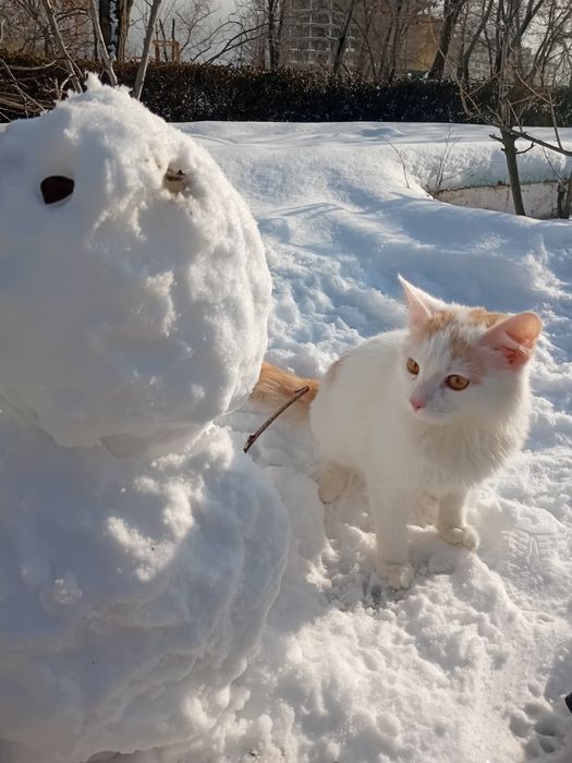 Кот(мальчик 1-3месеца)