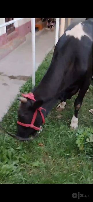 barakali sigir sotiladi be bola