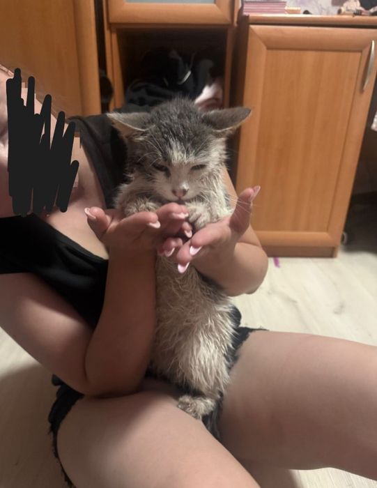 кошечка отдам даром