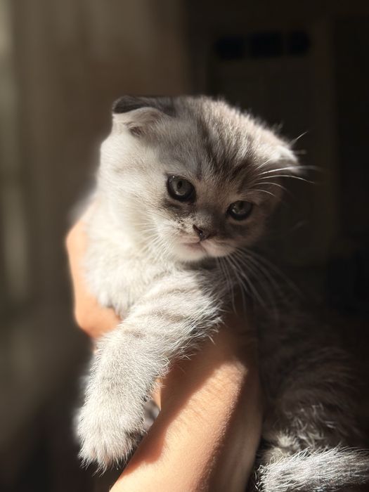 Mushuklar Scottish fold va Scottish strayt