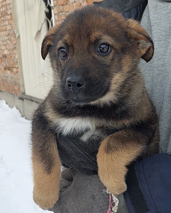 Отдам щенков, девочки.