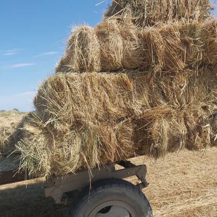 Продам Сено разнотравье прошлого года