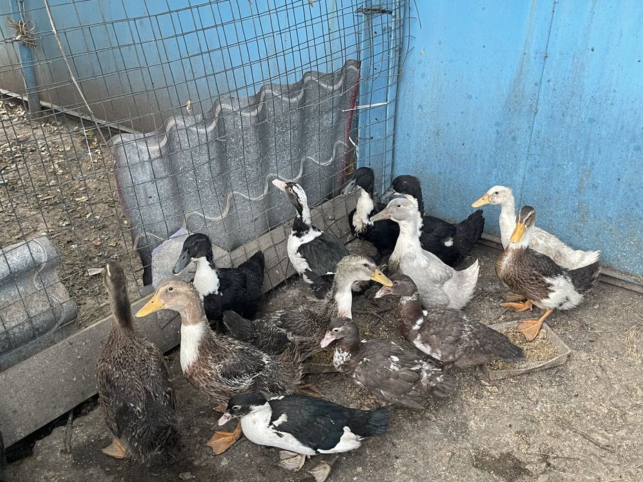 Продам уток, крякалки