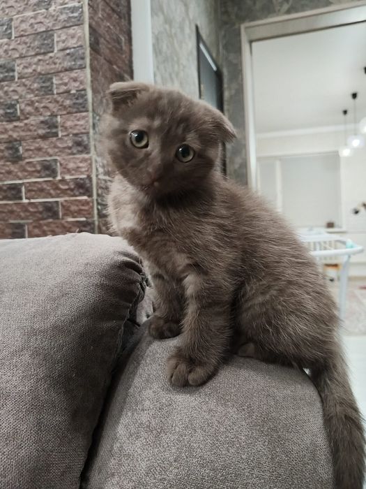 Шотландский веслоух