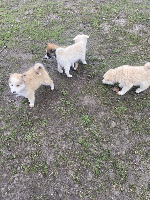 Щенки 3 мальчика 1 девочка