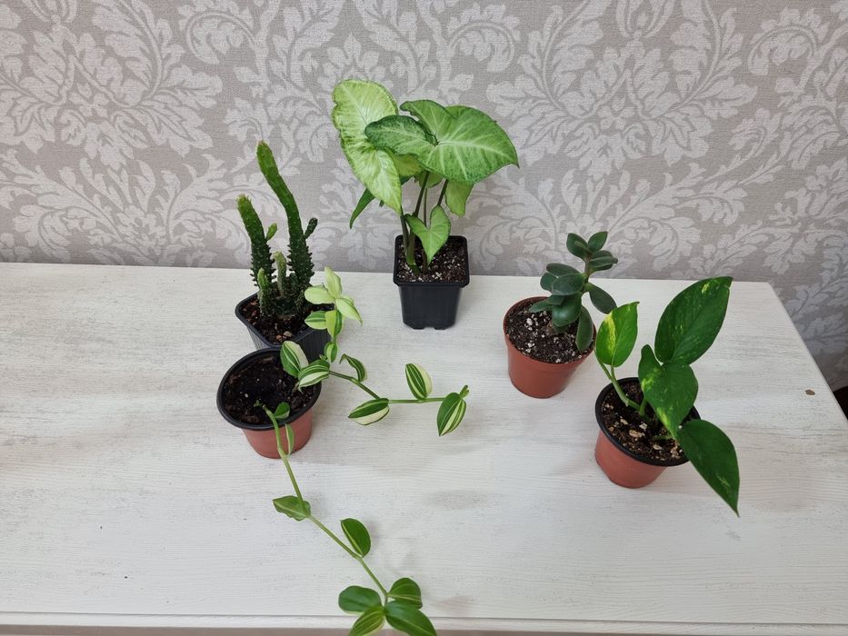 Отростки по 1000 тенге