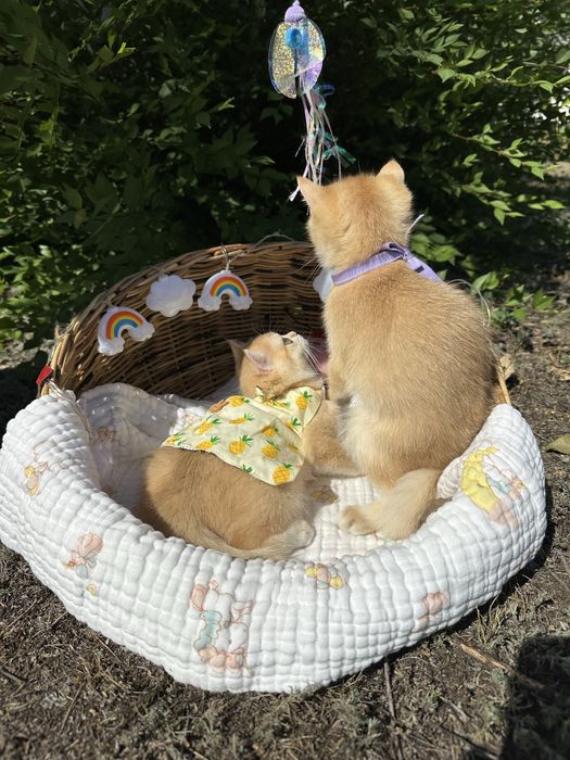 Котятa золoтыe шиншиллы для вас!