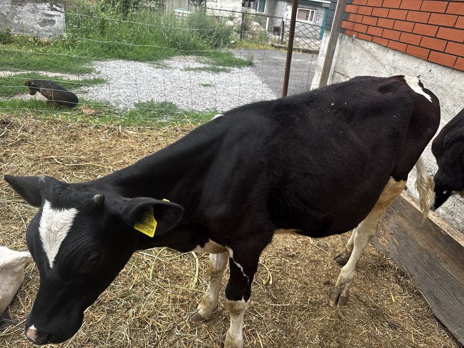 Продам бычки породы голштейн