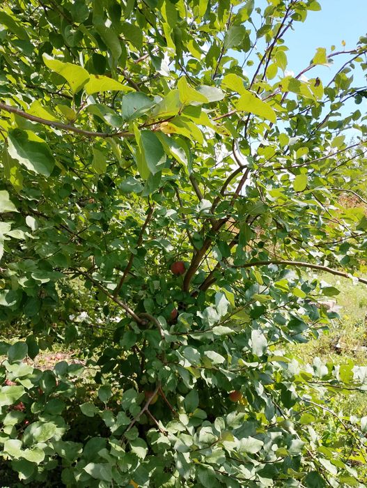 дача Сад Металлург 6 сот