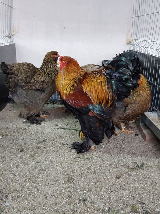 Oua de incubat,  pui de o zi,  păsări de rasă,  Brahma , Australorp,