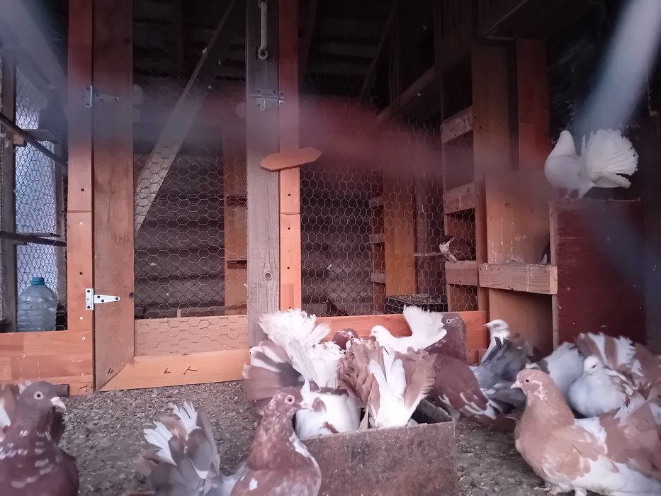 Vand porumbei  curcani voltati