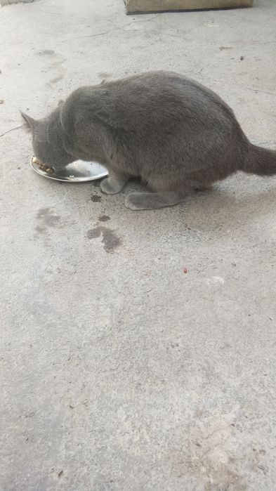 Momiq mushukcha 1 yoki 1 yarim yosh