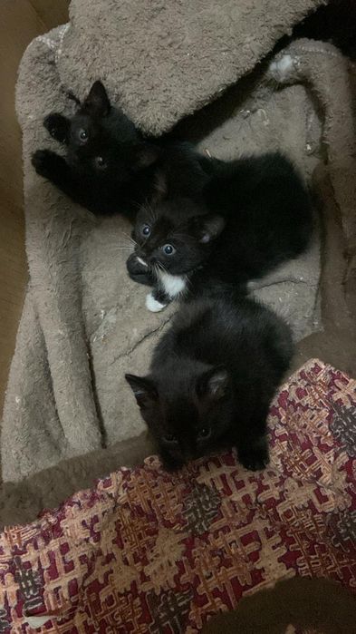 Котята бесплатно