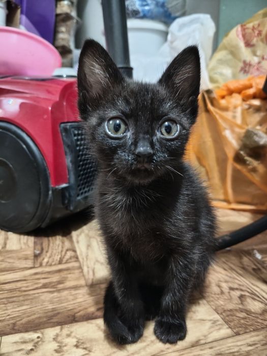 Отдам котят в добрые руки