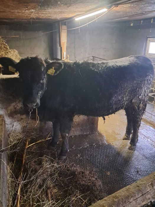 Junică Angus de vânzare