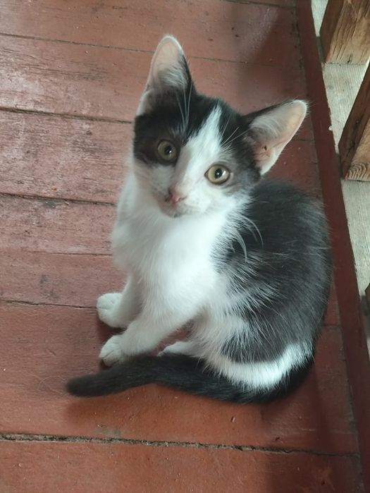 Котята бесплатно