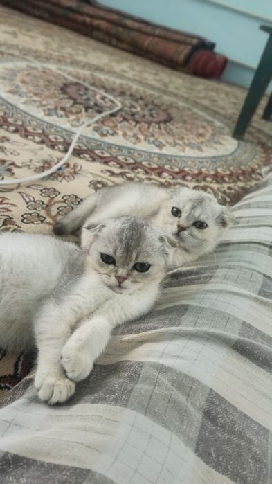 Продаются котята