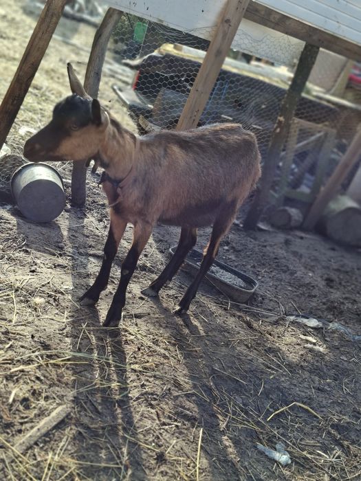 Vand trei iedute alpin francez de anul trecut