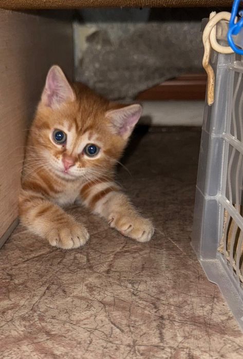 Девочка ищет семью