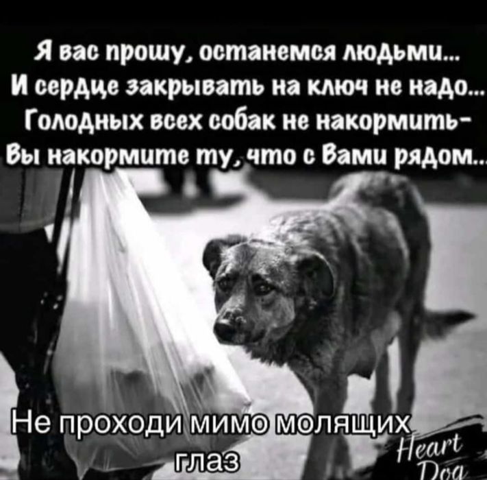 Собачки породистые и полупородистые  ждут заботливых хозяев,отзовитесь