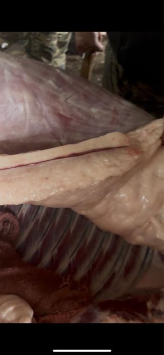 Согым ет тай 1.5