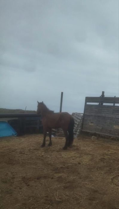 Арзан жылқы малдыққа