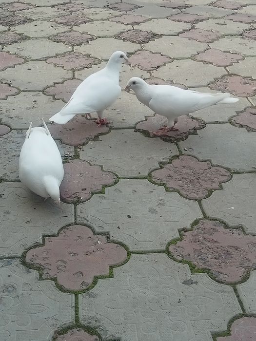 Голуби на торжество