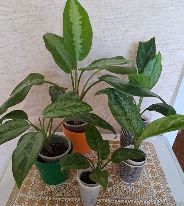 Продам комнатные растения