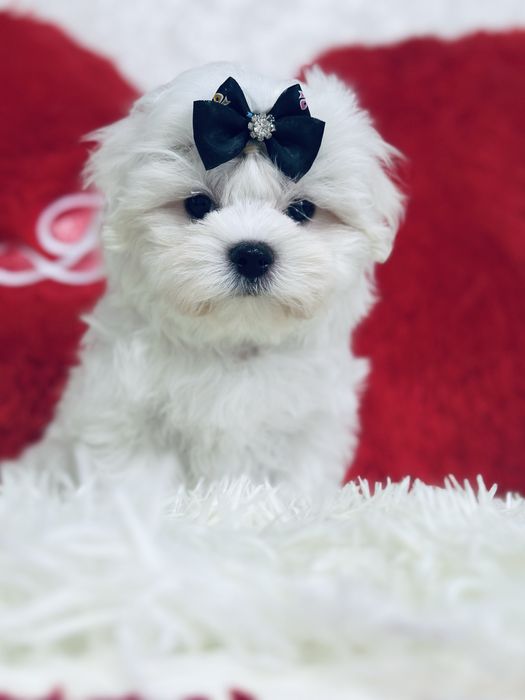 Мальчик мальтезе беби фейс