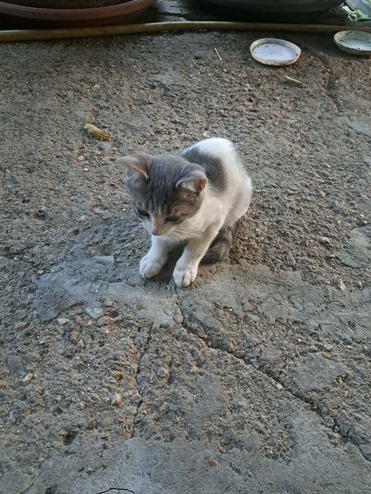 Три котенца търсят дом