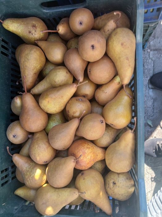 Pere de vanzare en- gros si en - detail