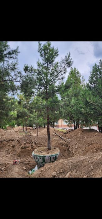 Пересадка деревьев Дарахт кучириш Ландшафт хизматлари