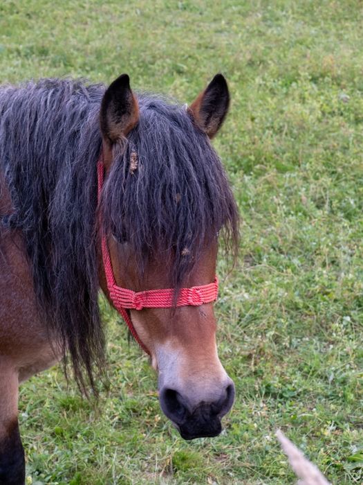 Vînd mînz șarg 9 luni